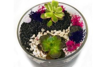 Plant Nite: Yin Yang Succulents in Glass Cylinder